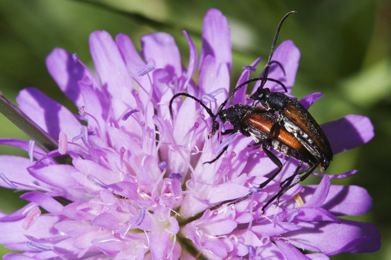 Pseudovadonia livida ?